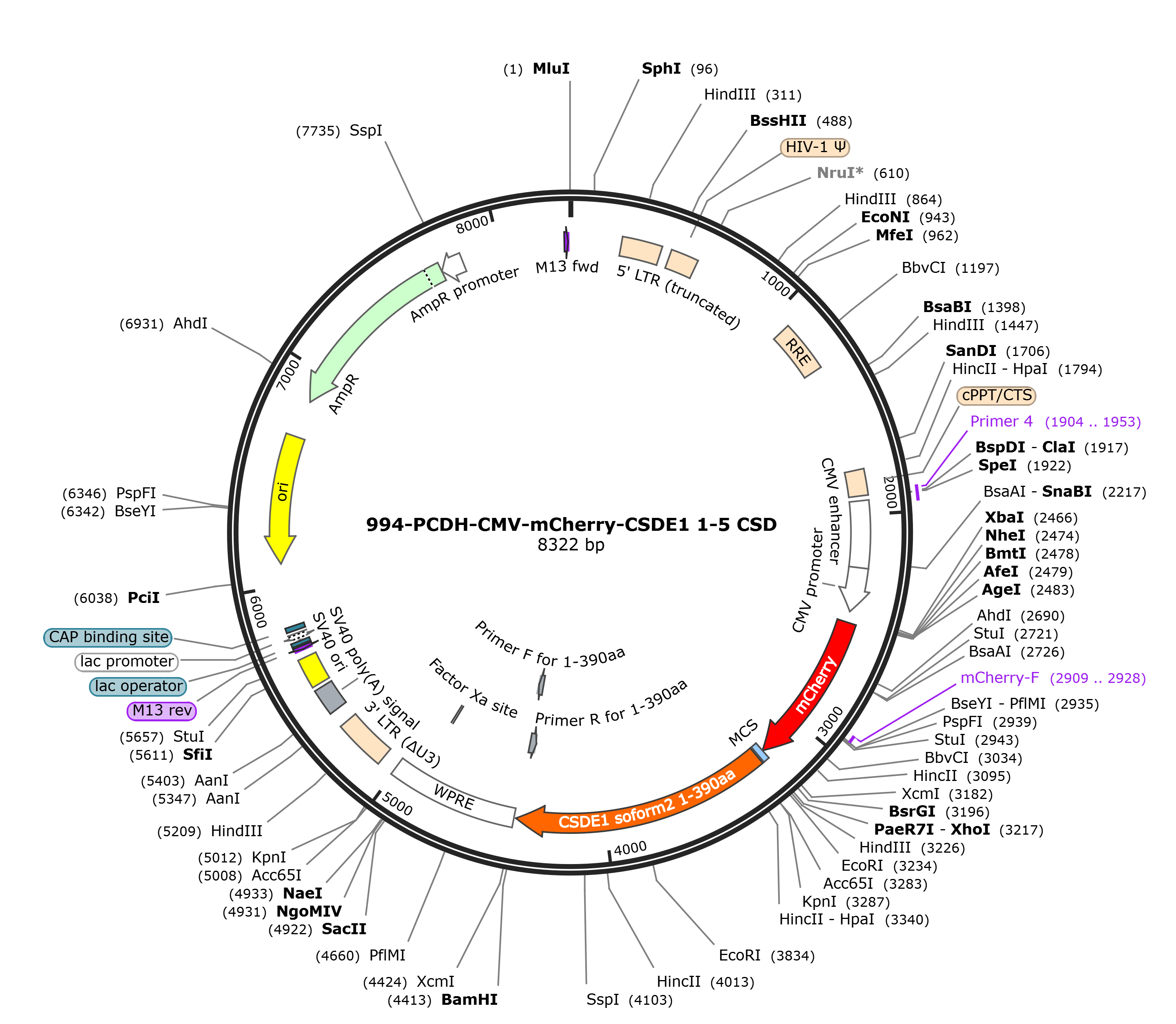 pCDH-CMV-mCherry-CSDE1 1-5CSD载体图谱.png